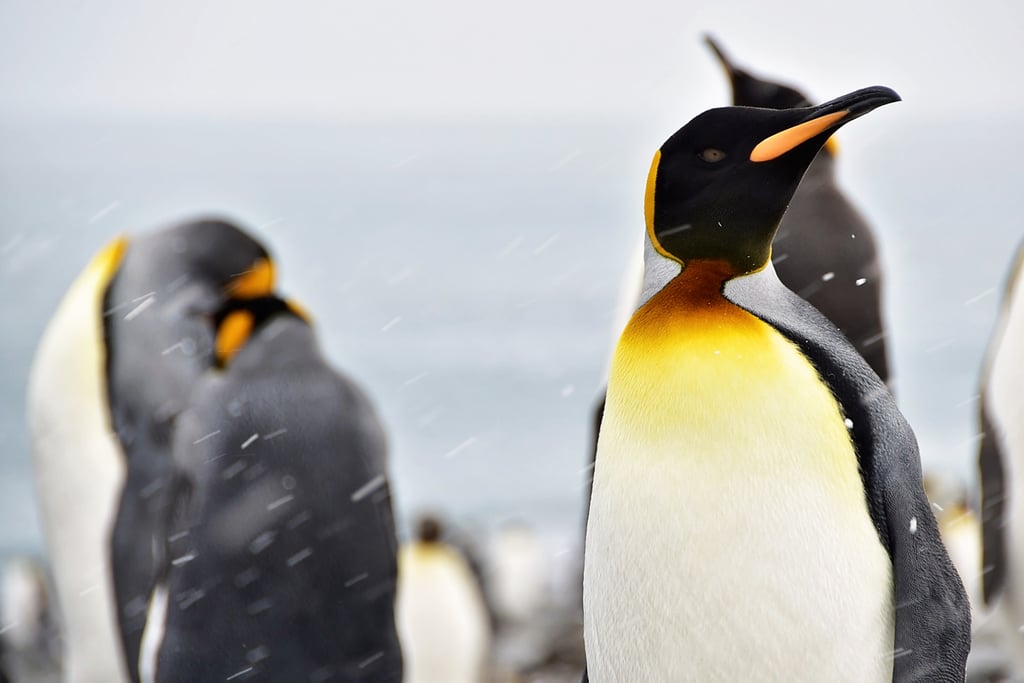 Antarctica King Penguins
