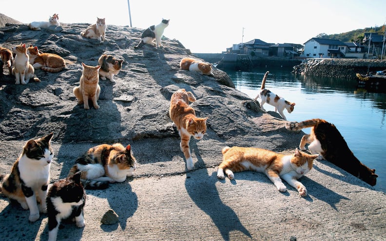 Cat lover? Try a trip to Aoshima Island, Ozu Japan