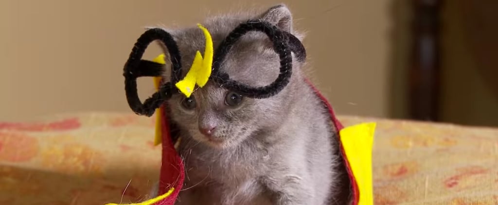 Kittens Reenact Harry Potter