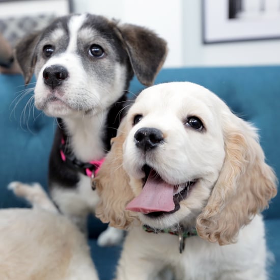 Cute Dogs at the Puppy Bowl 2015 | Video