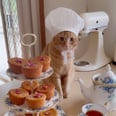 I Could Watch Videos of This Cat Baking in a Mini Chef's Hat All Day Long