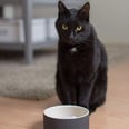 I Started Using This Cooling Ceramic Pet Bowl to Keep My Cats’ Wet Food Fresh, and I’ll Never Look Back