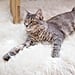Vlogger Uses Cat For Beauty Photo