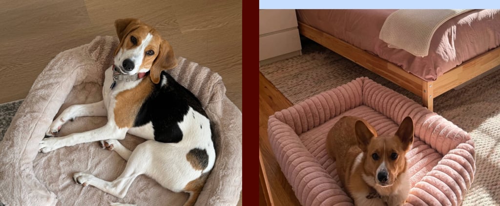 13 Best Dog Beds on Amazon