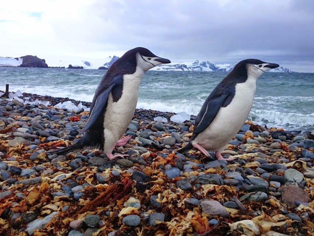 According to Garfors, "penguins in their real environment are a must-see. They are incredible swimmers and posers."