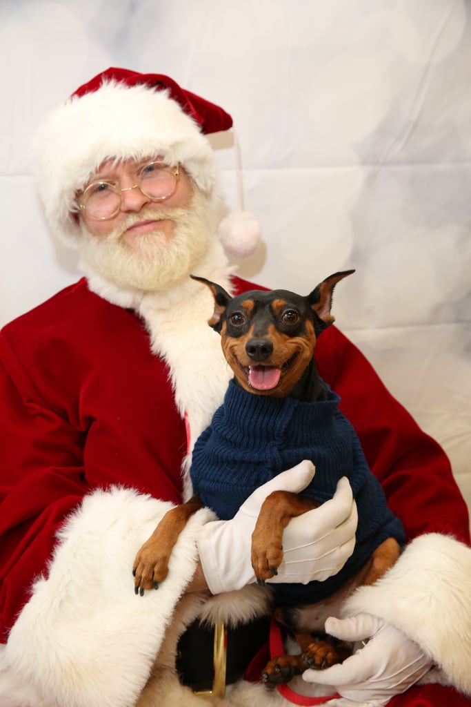 Pets Meeting Santa