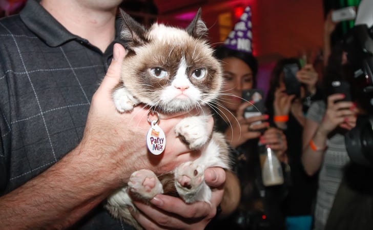 Meet Grumpy Cat | Geeky Things to Do Before You Die | POPSUGAR Tech ...