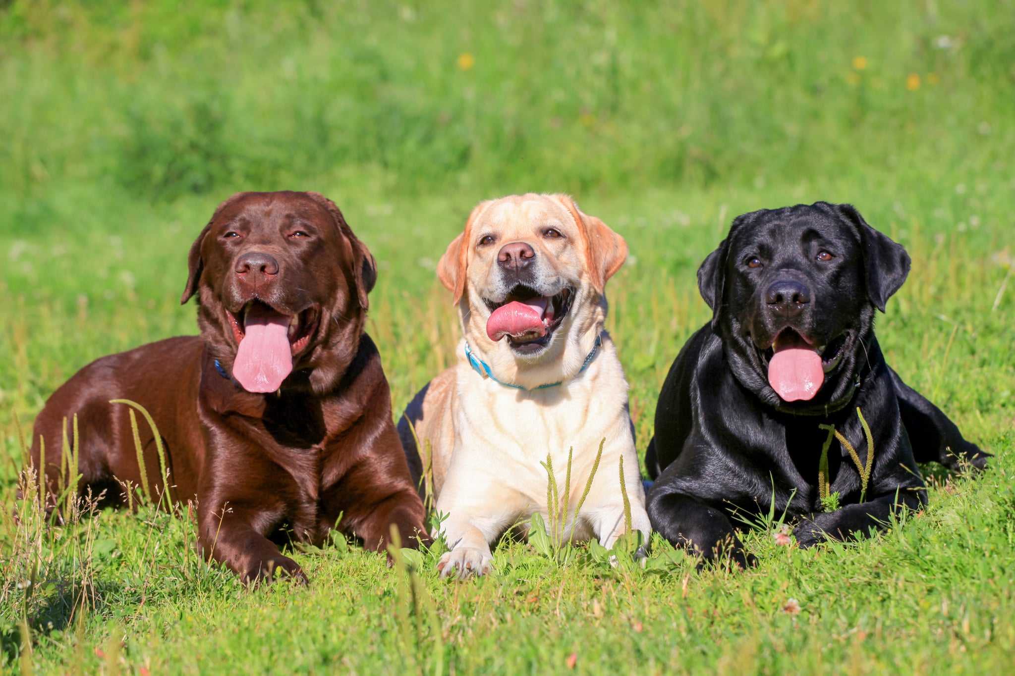Which kind of dog should i get sales