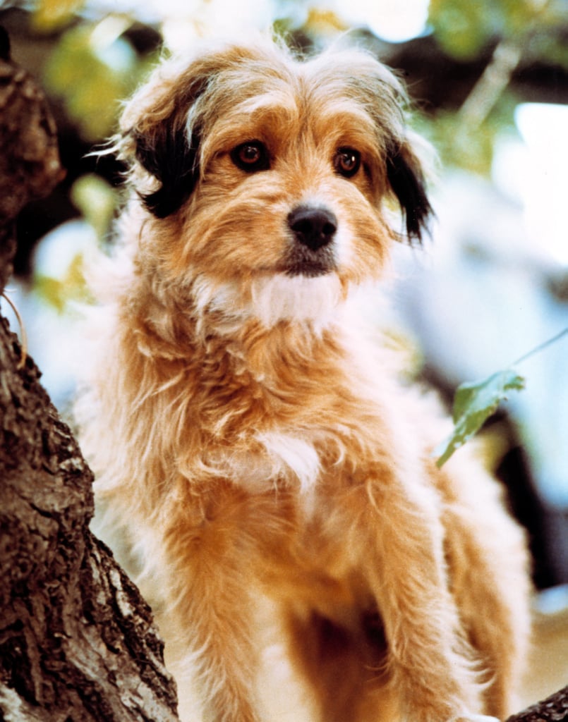 Dog Movies On Netflix You Can Watch Right Now Popsugar Pets
