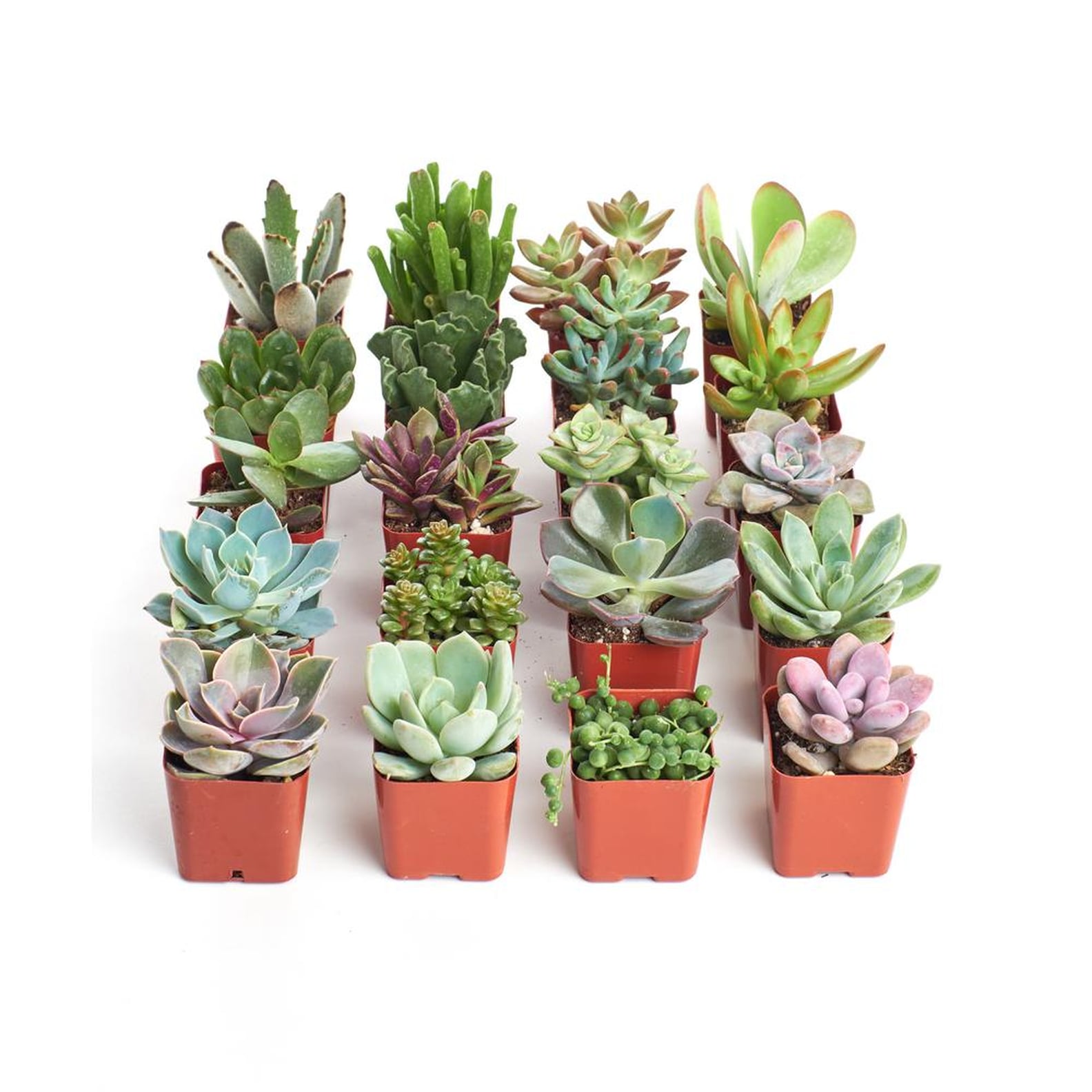 Best Indoor Plants For Dorms POPSUGAR Home