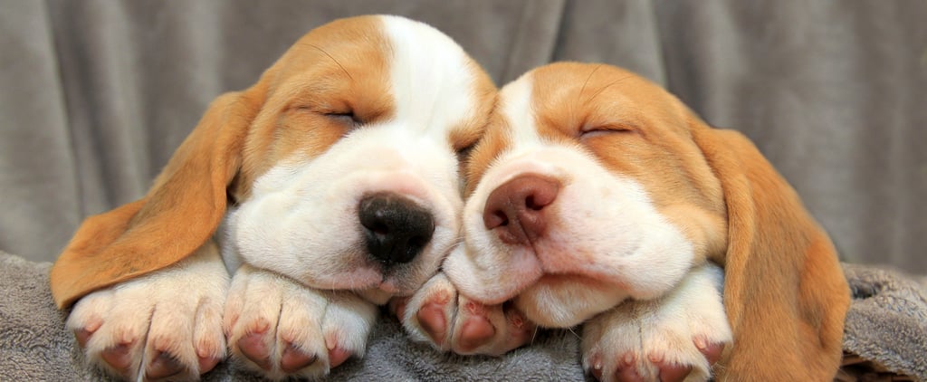 Cutest Pictures of Beagles