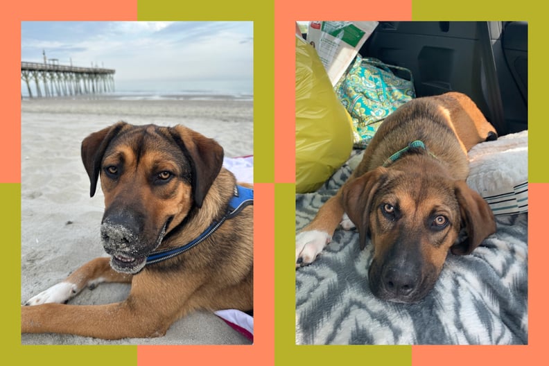 Designed Image of a Photo of a Dog at the Beach and a Photo of the Dog in the Car