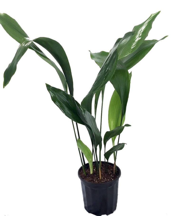 Cast Iron Plant Best Large Indoor Plants POPSUGAR Home Photo 11