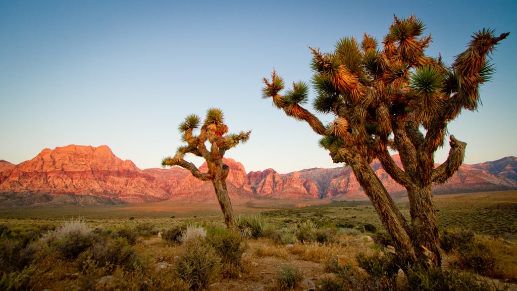Joshua Tree National Park