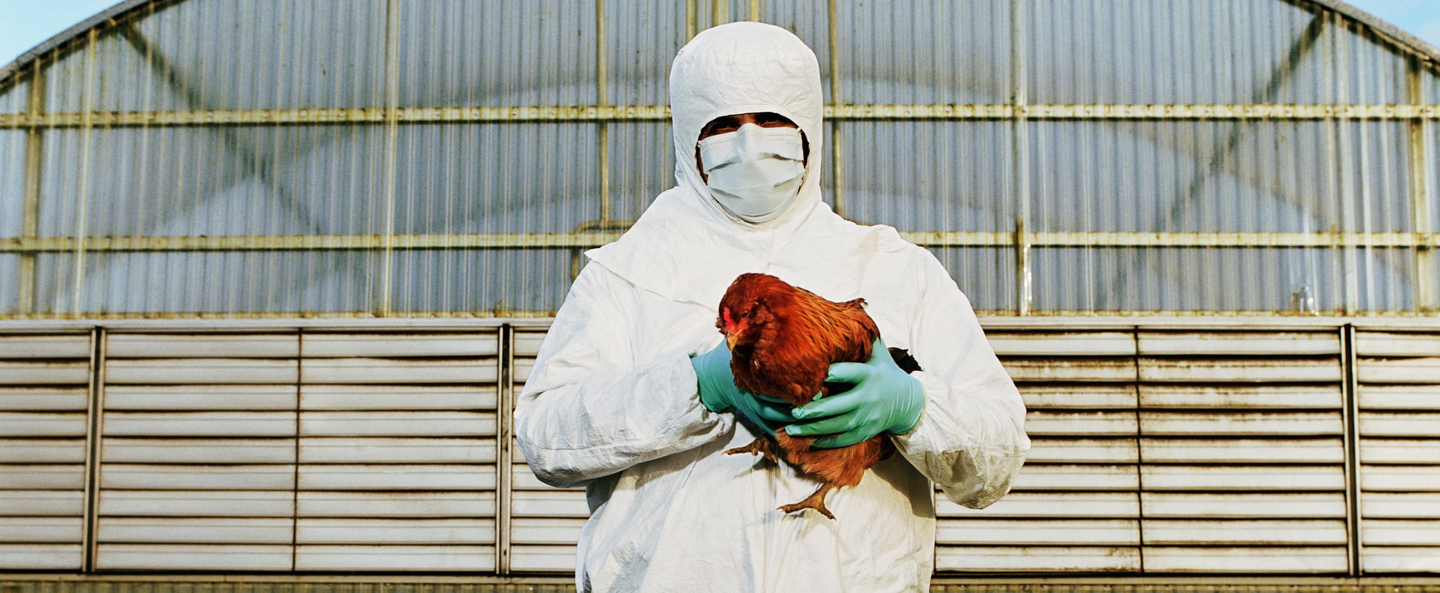 Bird Flu Has Spread to Cattle — Here's How It Affects Humans