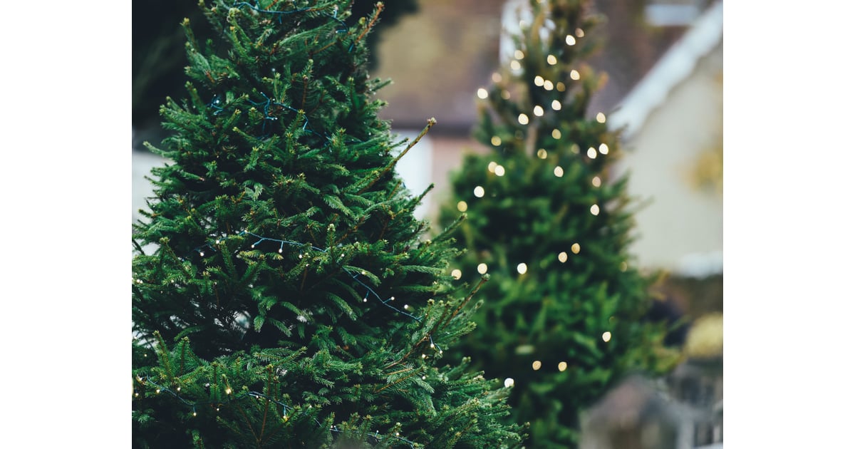 Smelling pine trees everywhere. Why the Holidays Are the Best Time of