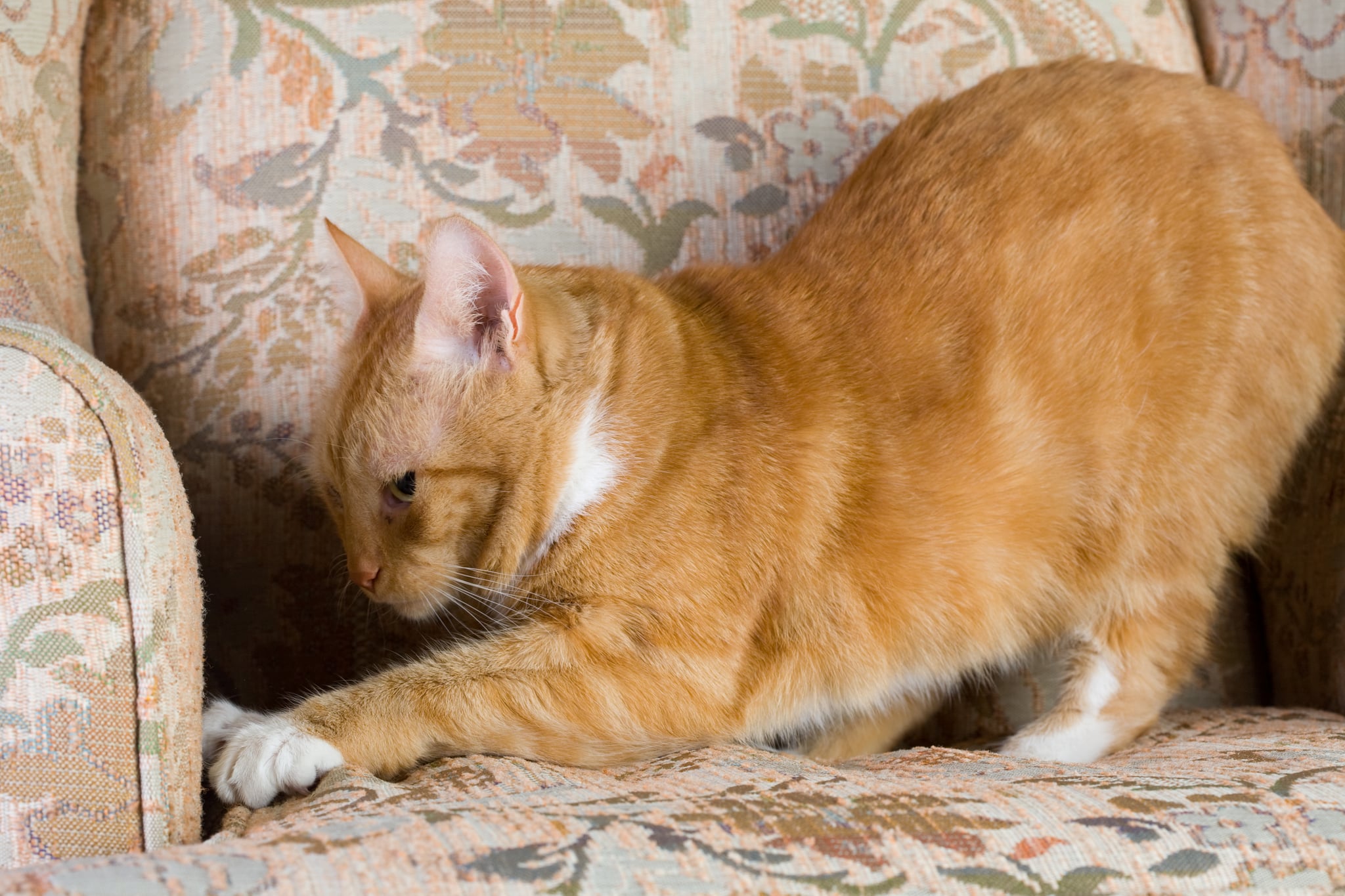 keep your cat from scratching furniture