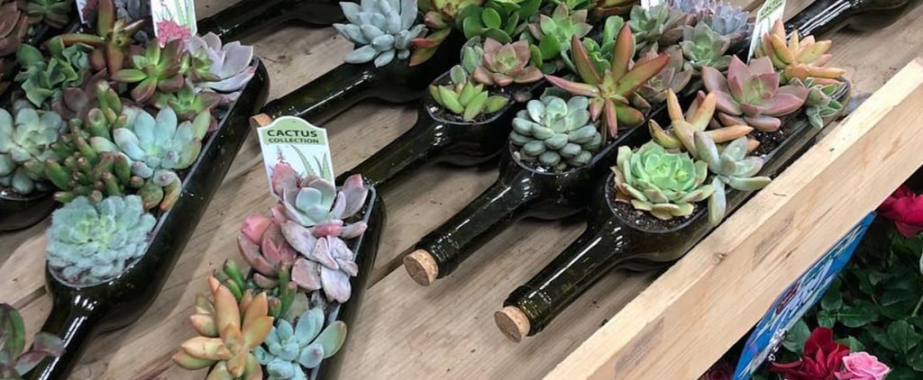 Help! I've Fallen Madly in Love With Trader Joe's Wine Bottle Succulent Gardens