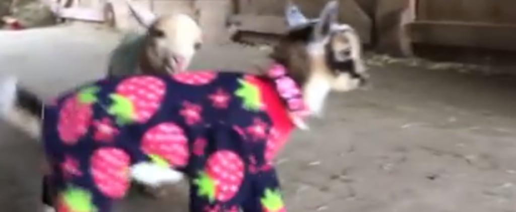 Baby Goats in Pajamas
