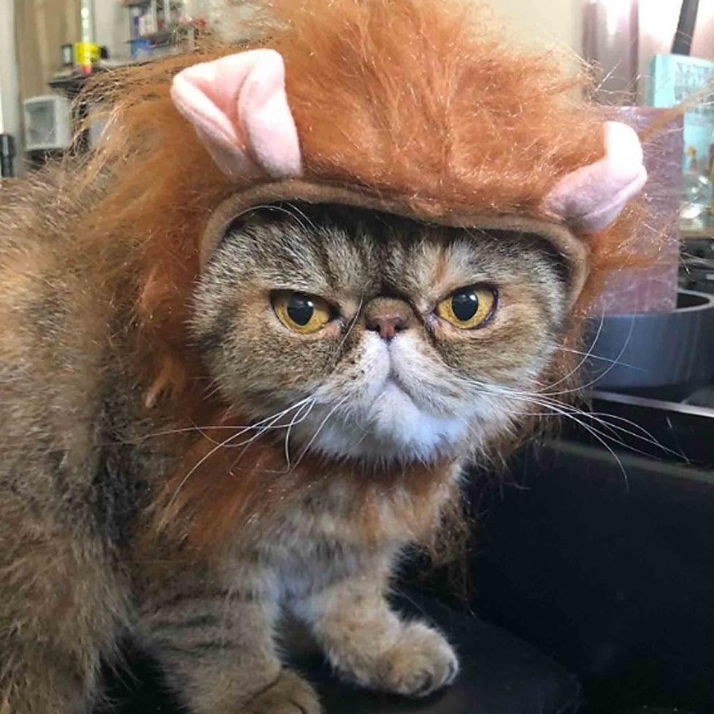 Halloween Costumes For Cats And Kittens Popsugar Family
