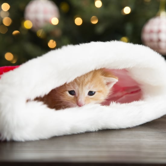 30 Stocking Stuffers Your Cat Will Love