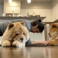 This Instagram Workout Featuring Chow Chows Proves Everything Is Better With Dogs