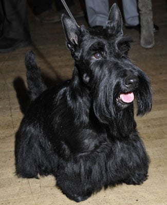 Facts About Scottish Terriers Popsugar Pets