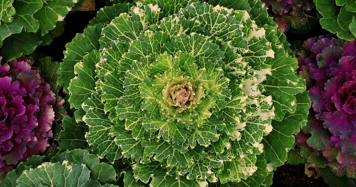 Edible Garden Plants | POPSUGAR Home