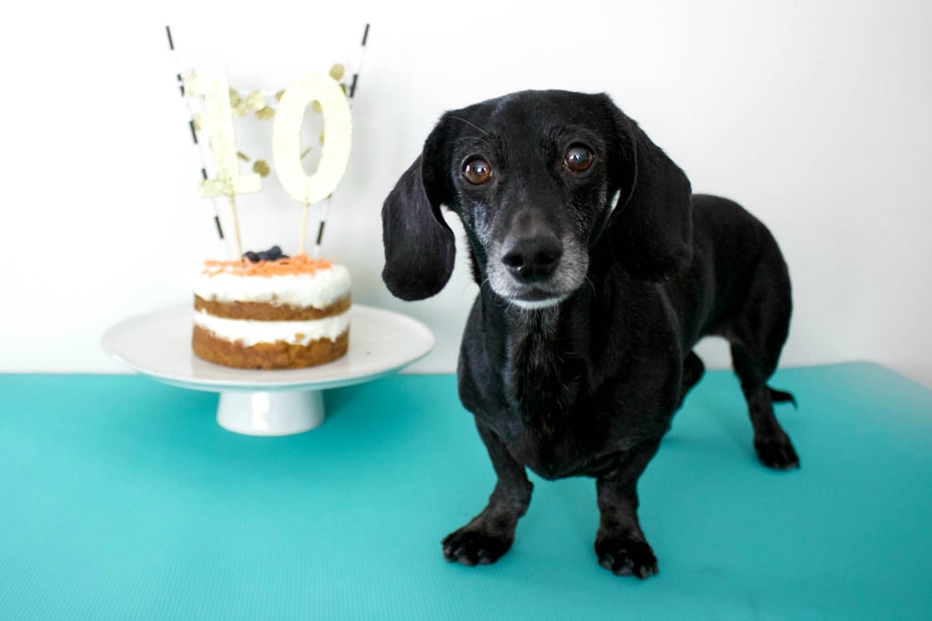 DIY Healthy Dog Birthday Cake Recipe