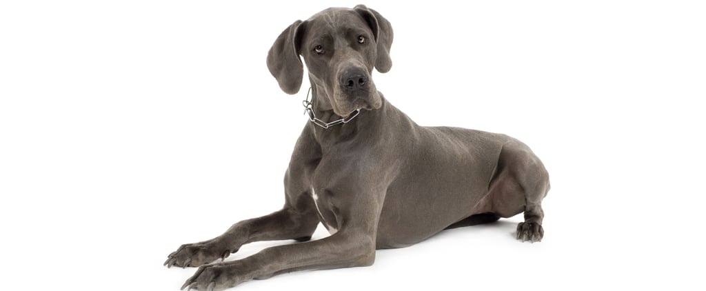 Great Dane Facts and Trivia
