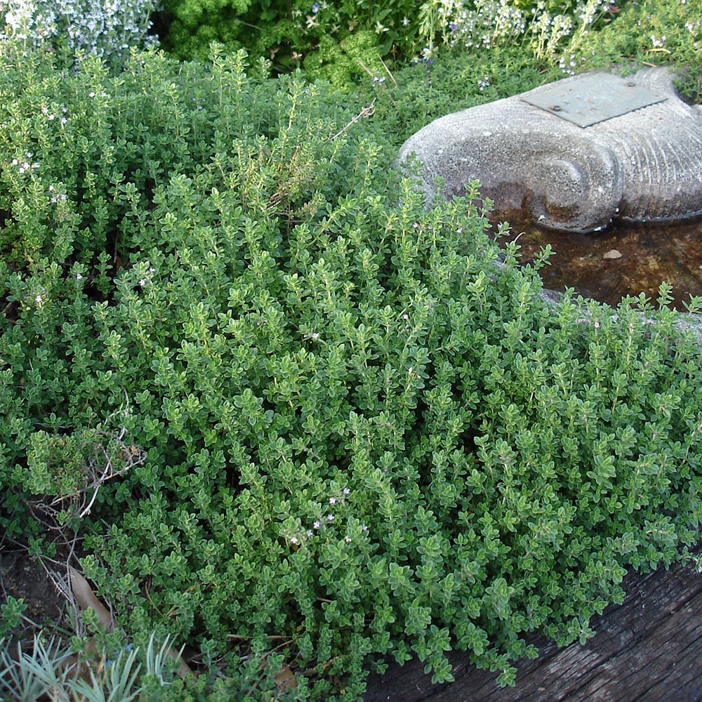 Lemon Thyme Houseplants That Are Safe For Cats to Eat POPSUGAR