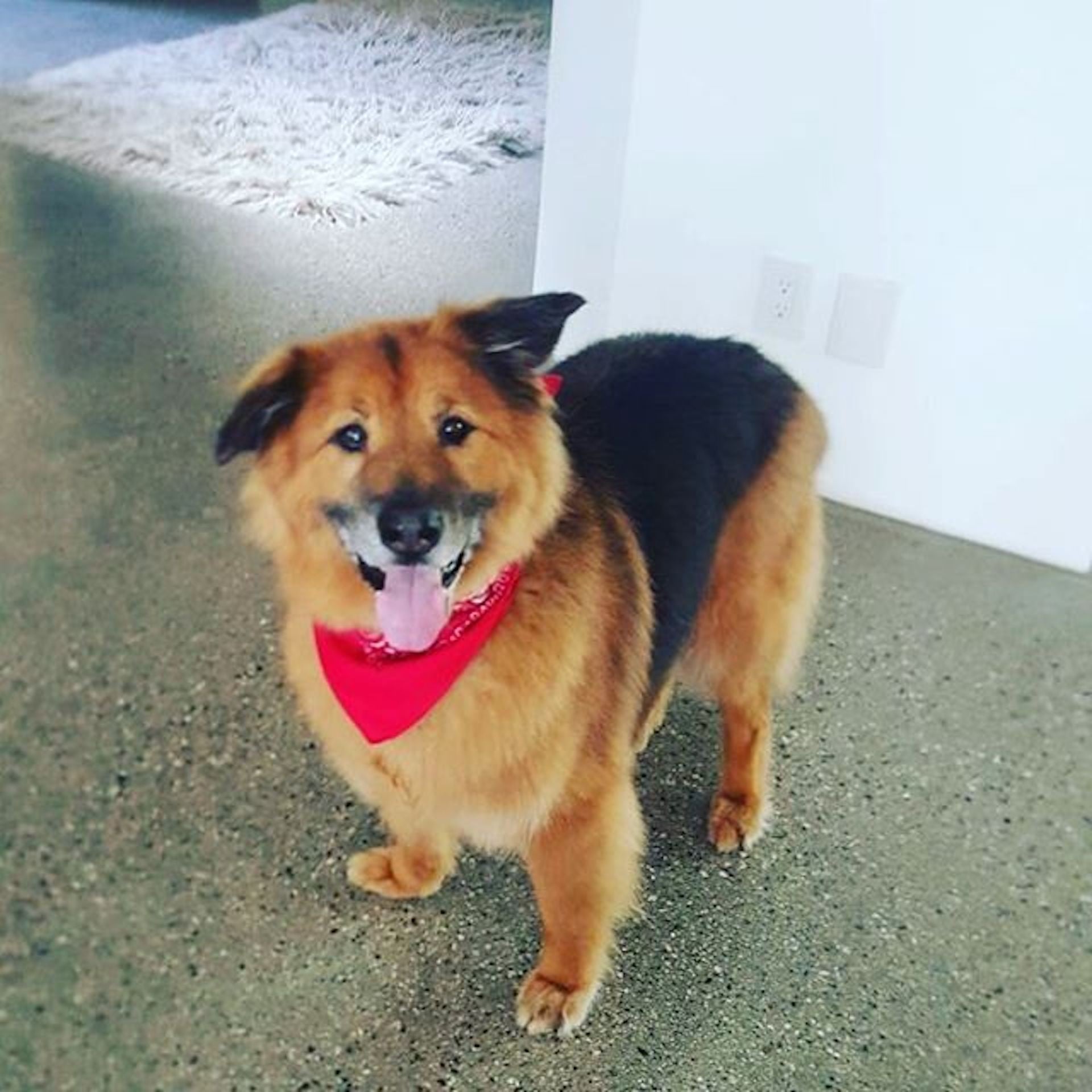 Chelsea Handler S Dog Chunk Dies Popsugar Celebrity