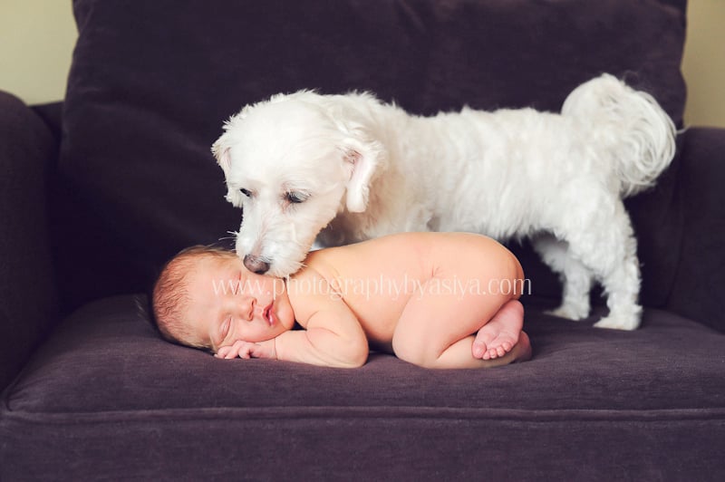Adorable Newborn and Pet Photos
