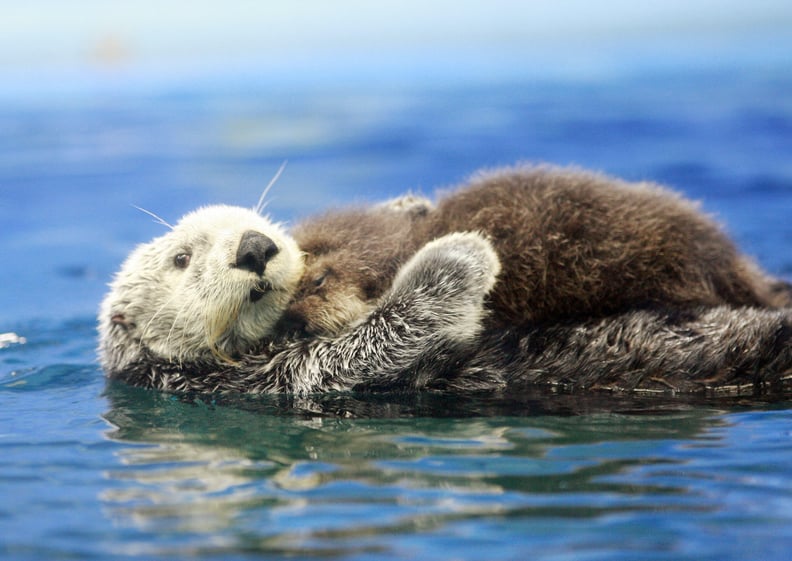 Mama Otter Holding Baby Otter