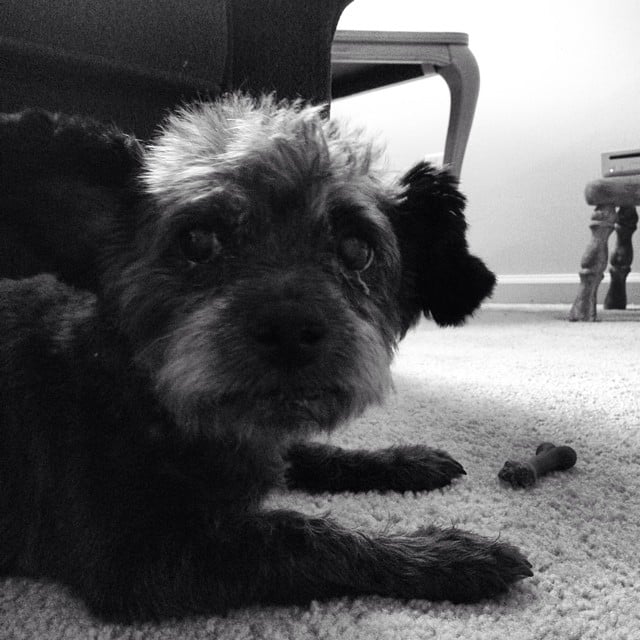 Dying Dog Is Adopted