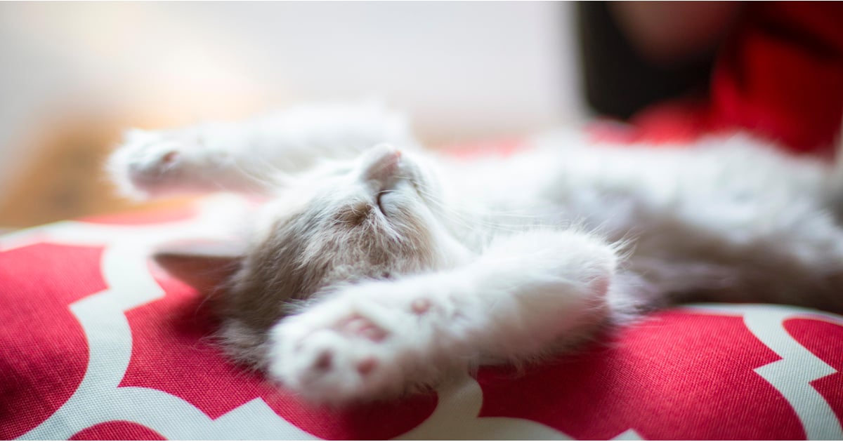 sleep expert bed topper