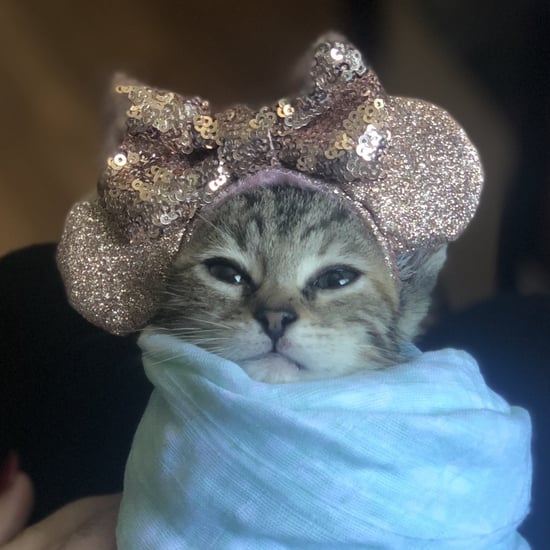 Kittens Wearing Minnie Ear Ornaments