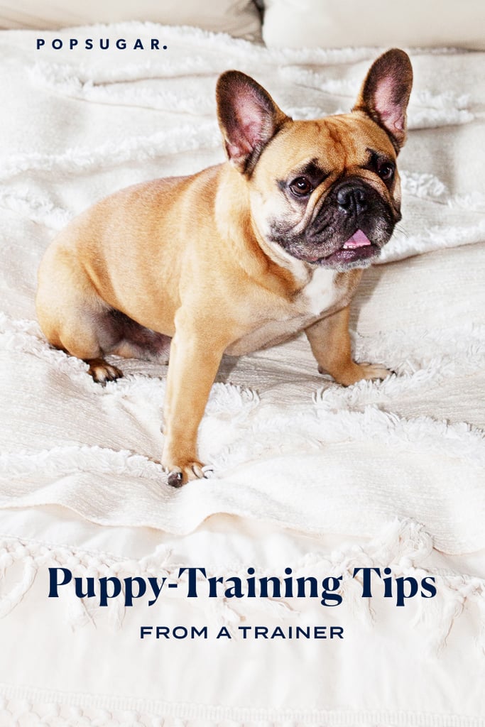 I Worked as a Puppy Trainer, and These are My Top Tips