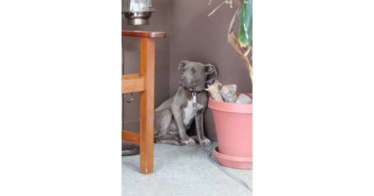 Vet Eating in Rescue Dog's Cage POPSUGAR Pets Photo 5