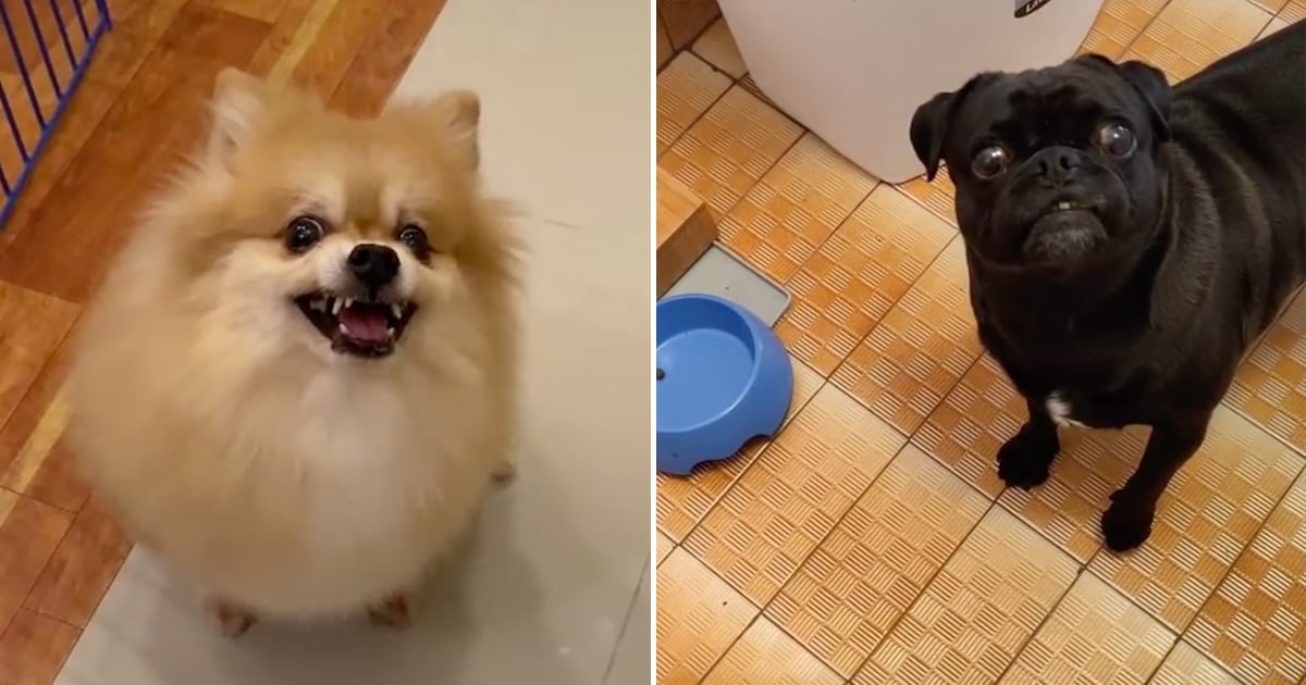 TikTok's "Pretend to Put Your Dog on a Diet" Challenge Is Both Savage and Hysterical
