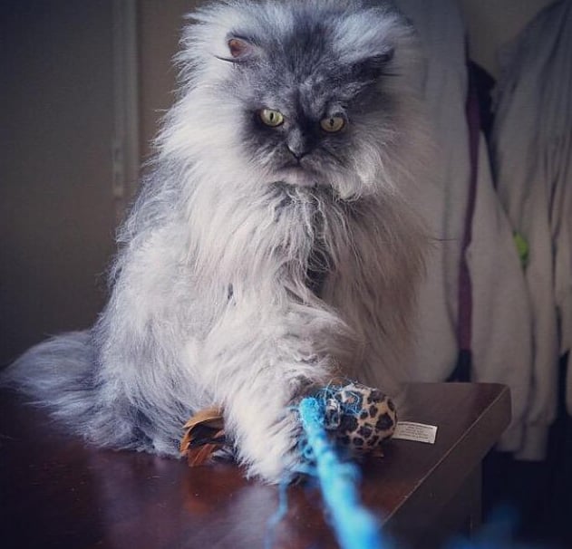 Colonel Meow, 11K Followers
