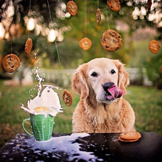 It's Raining Cookies!