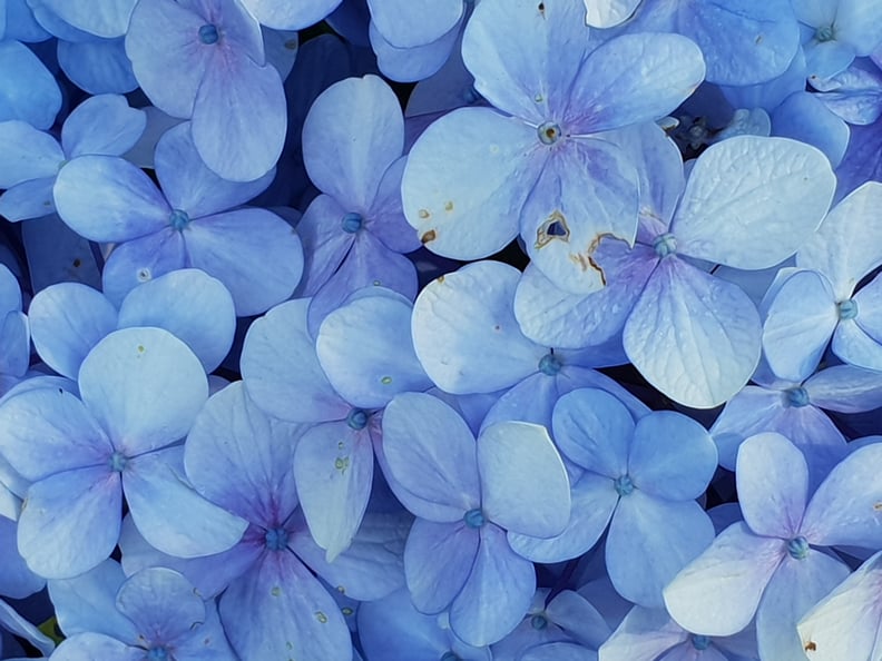 春天桌面壁纸:蓝色花