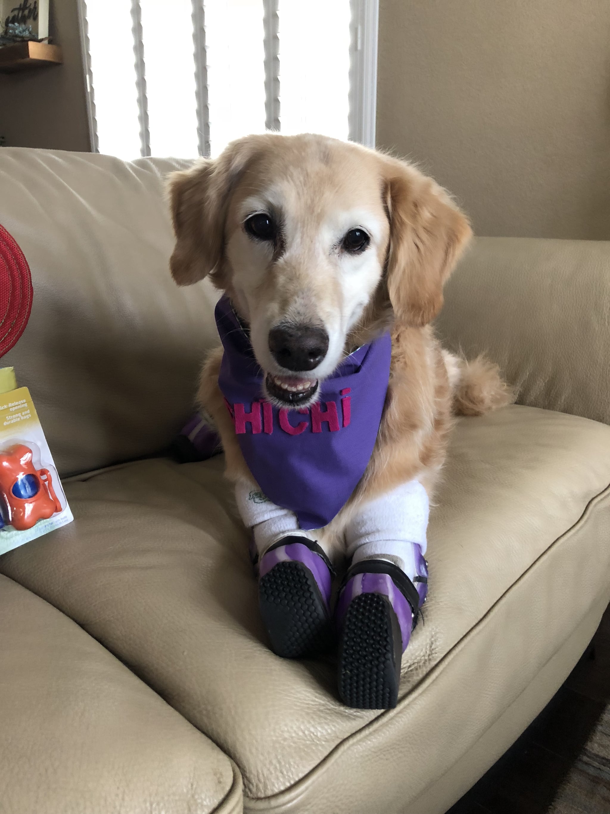 Dog With Prosthetic Paws Becomes a Therapy Dog POPSUGAR Family