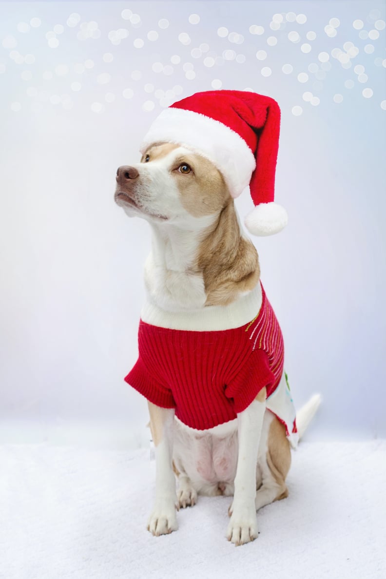 Dogs dressed as store santa