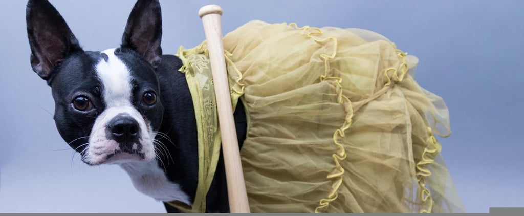 Pop-Culture-Inspired Halloween Costumes For Dogs