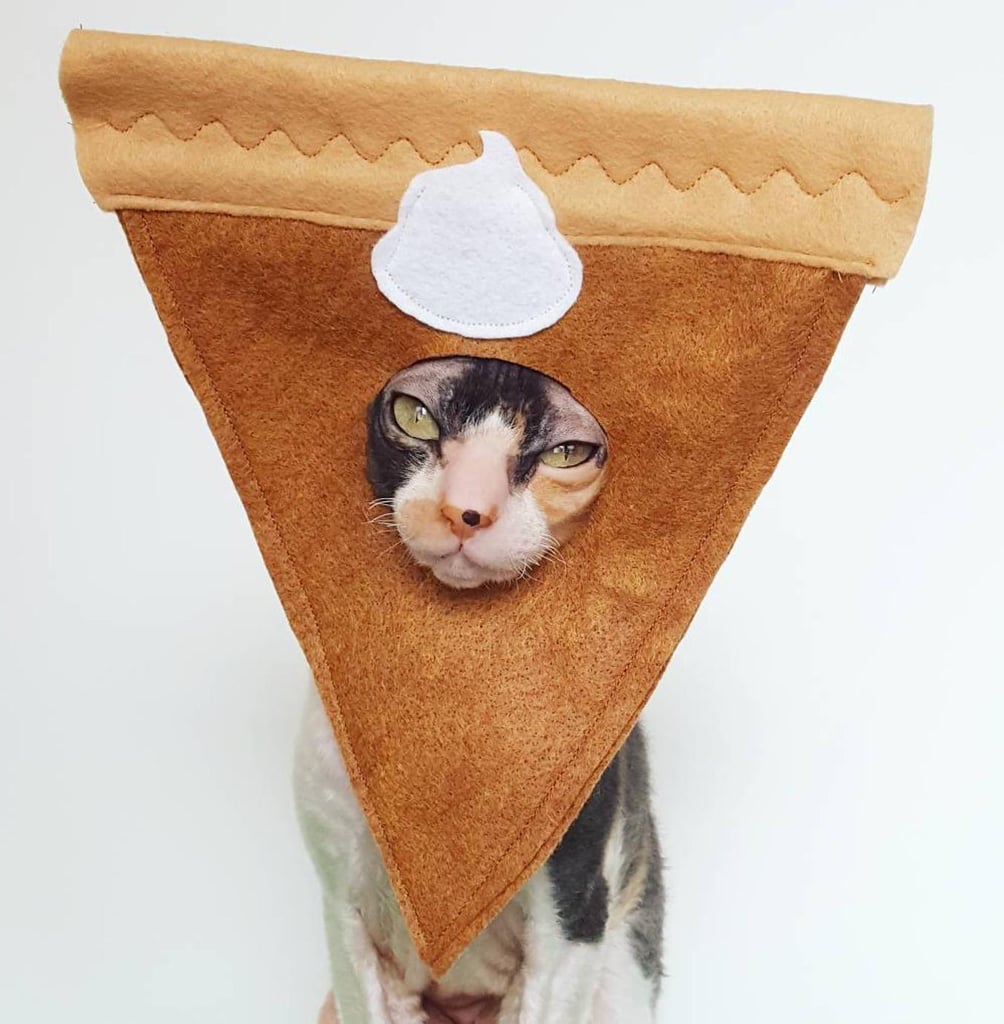 Shop Etsy's Adorable Pumpkin Pie Halloween Costume For Cats