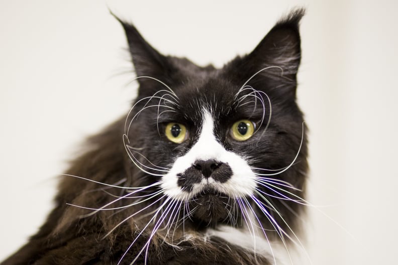 BIRMINGHAM, ENGLAND - NOVEMBER 22:  Raffles, a Maine Coon, attends the Governing Council of the Cat Fancy's 'Supreme Championship Cat Show' at the NEC Arena on November 22, 2014 in Birmingham, England. The one-day Supreme Cat Show is one of the largest ca