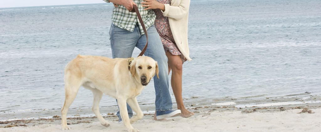 Saddest Dog Movies