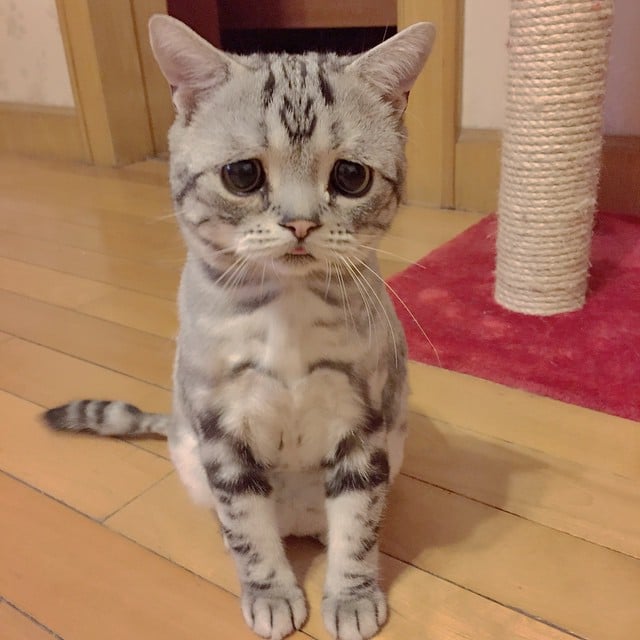 Saddest Cat on the Internet | Pictures